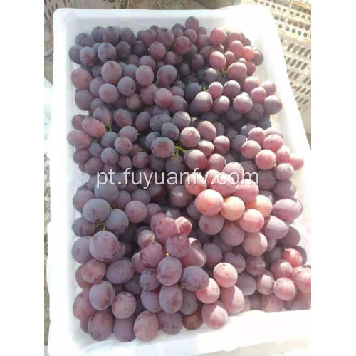 Começo das uvas vermelhas de Xinjiang